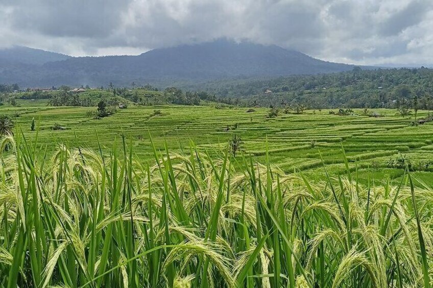 Jatiluwih Rice Terraces