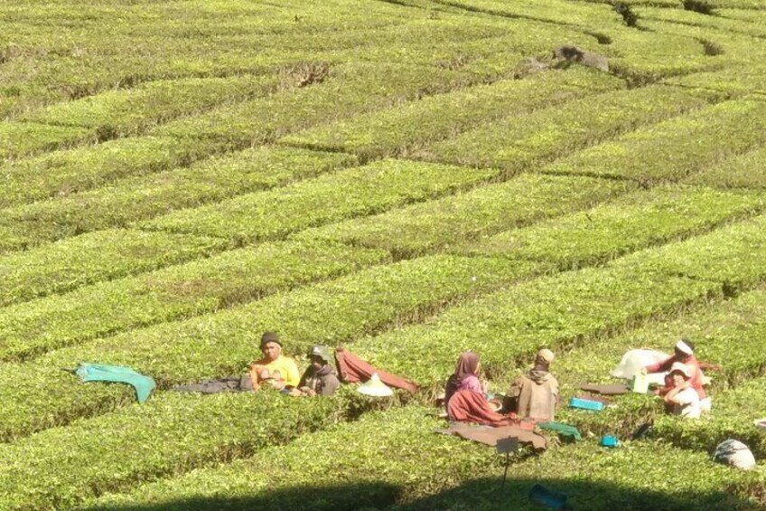 Bandung Volcano Sightseeing and Hot Spring Private Tour
