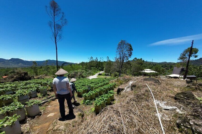 Bandung Volcano Sightseeing and Hot Spring Private Tour
