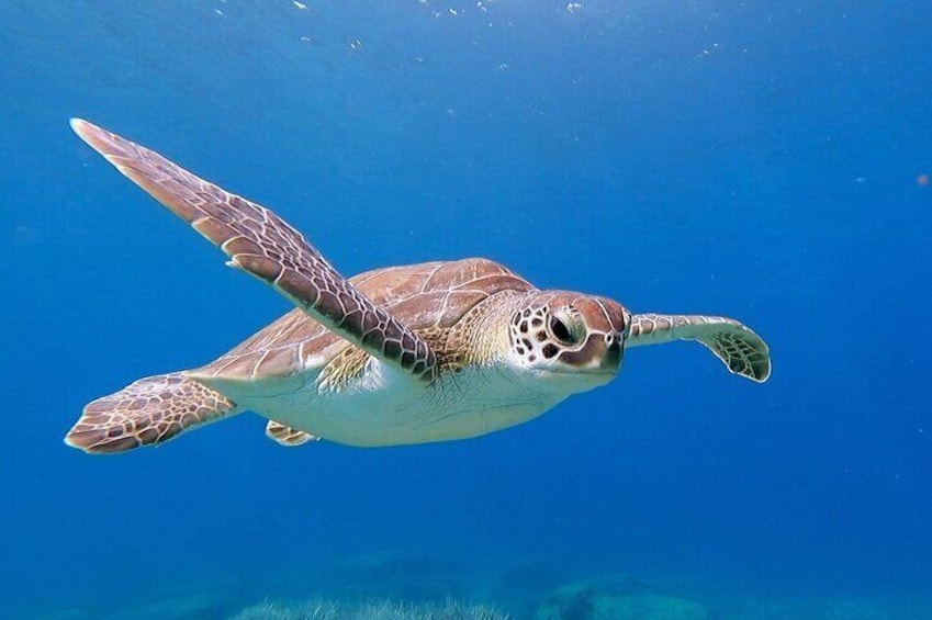 Diving for licensed divers