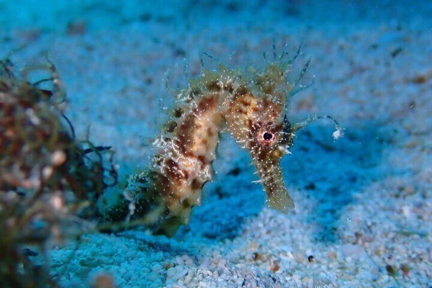 Diving for licensed divers