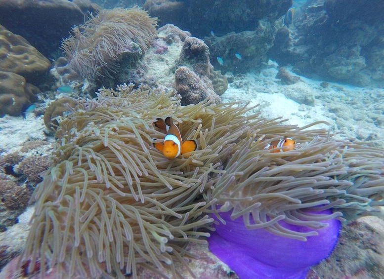 Picture 2 for Activity Koh Phi Phi: Maya Bay Private Longtail Boat Tour