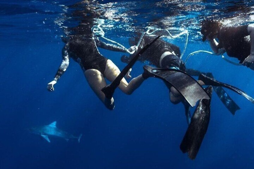 Shark Dive Private Charter No Cage