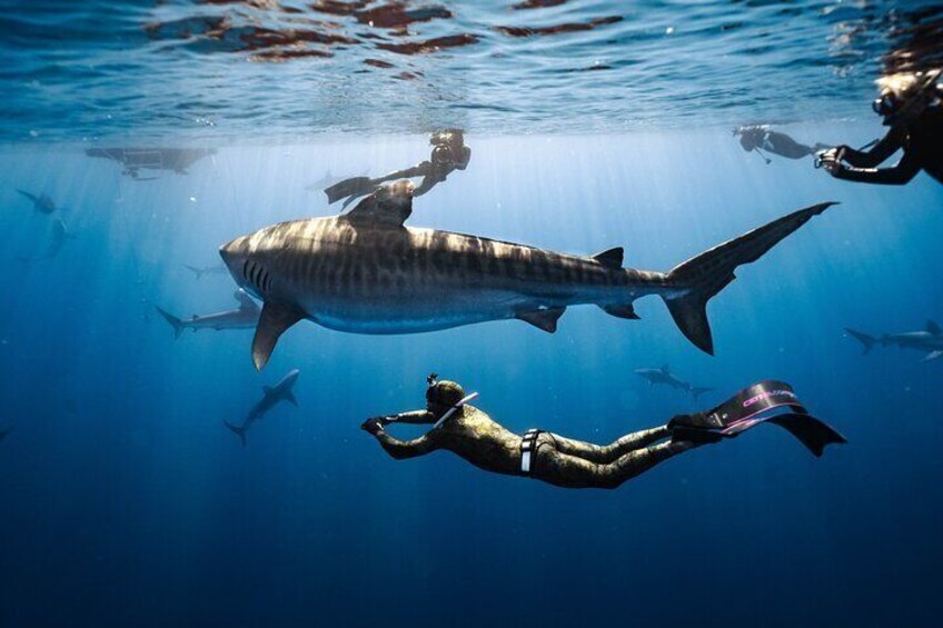 Shark Dive Private Charter No Cage
