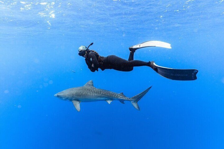 Shark Dive Private Charter No Cage
