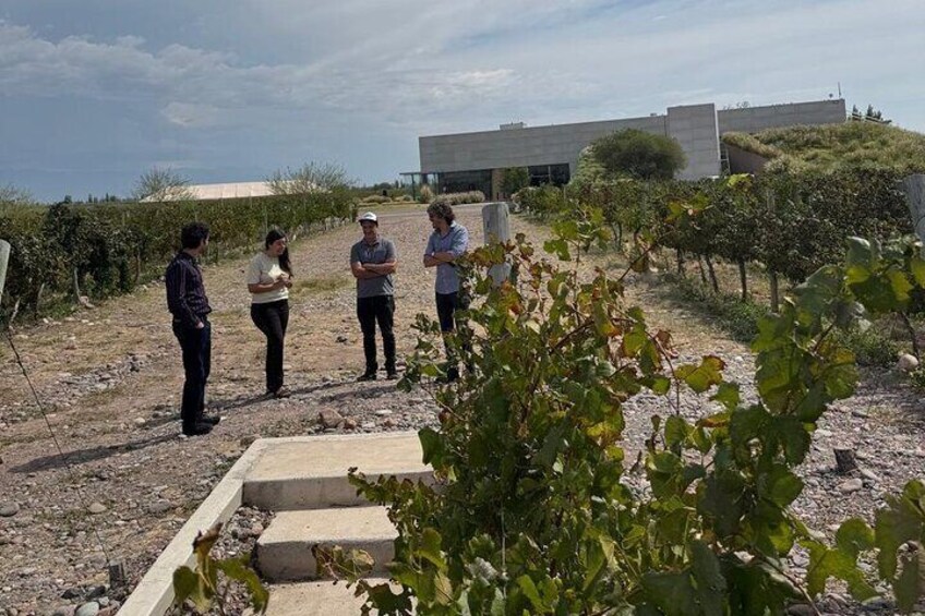 Mendoza Private Wine Tour Paired Lunch and Olive Oil Tasting