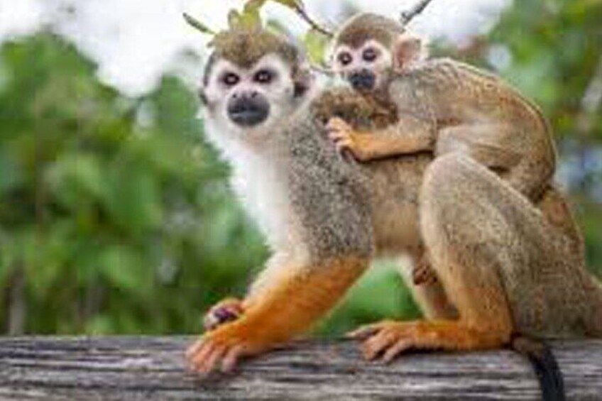 Explore Dominican Republic Punta Cana Car and Hike Tour