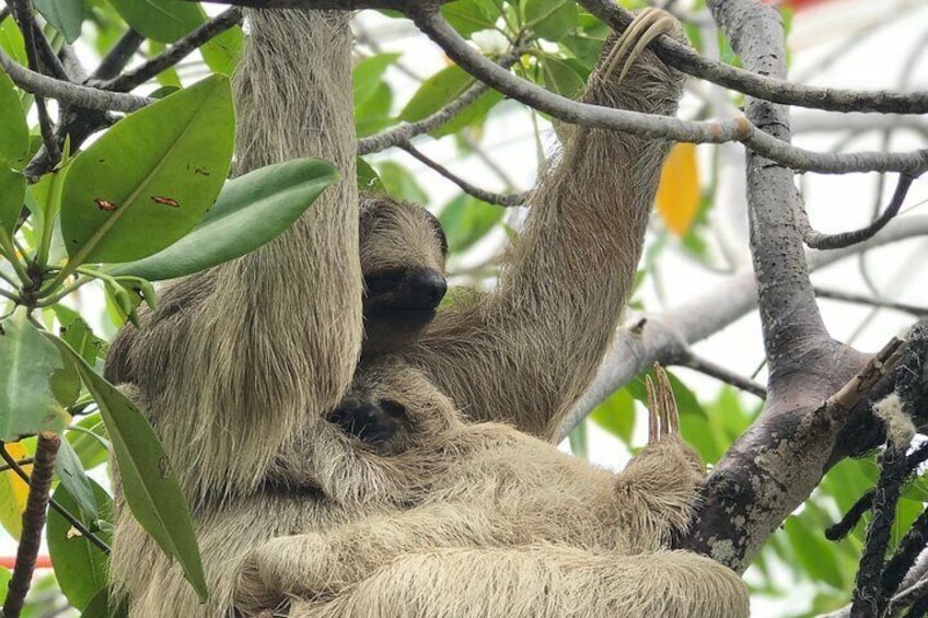 Private Tour Monkeys, Sloths and Island Food