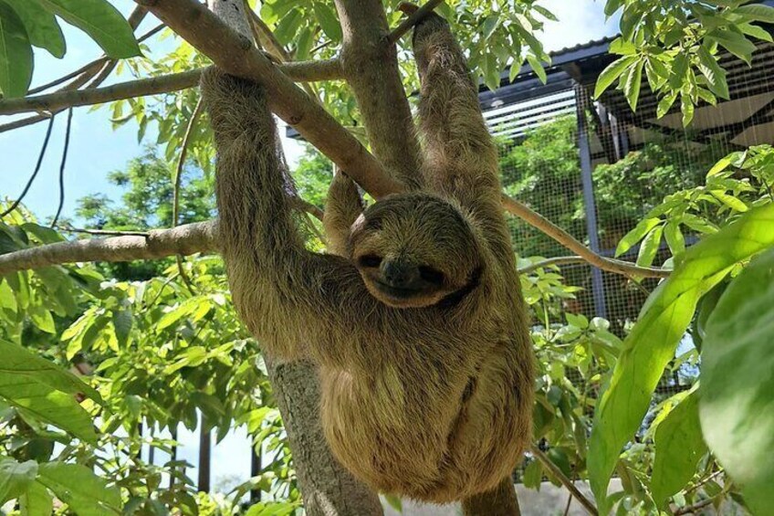Private Tour Monkeys, Sloths and Island Food