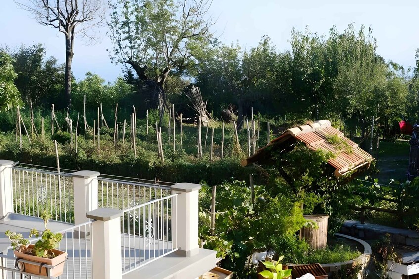 Picture 18 for Activity Amalfi Coast: Farm-tour, Make Mozzarella and Tagliatelle