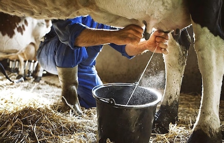 Amalfi: Milk the cows, Make Pasta, Mozzarella and Tiramisù!
