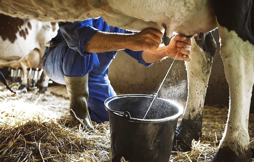 Amalfi: Milk the cows, Make Pasta, Mozzarella and Tiramisù!