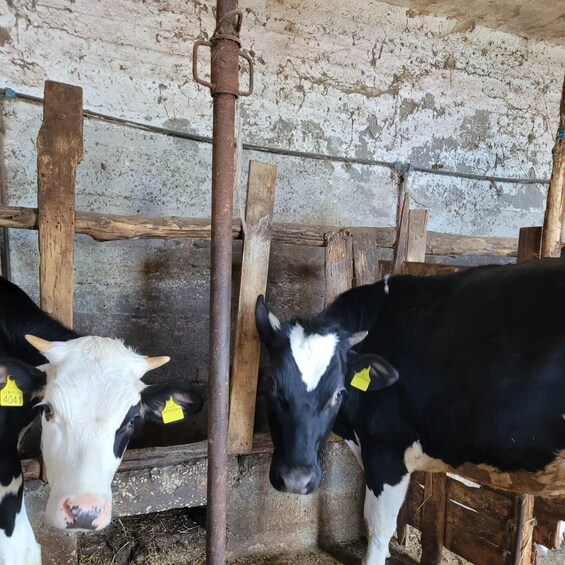 Picture 20 for Activity Amalfi Coast: Farm-tour, Make Mozzarella and Tagliatelle
