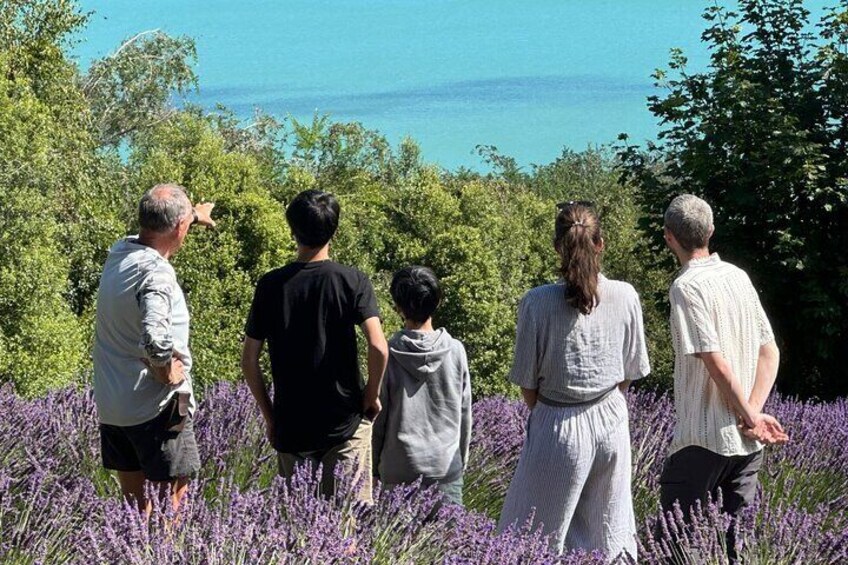 Arataki Conservation - February in the lavender fields