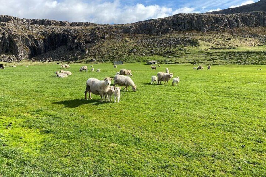 Isafjordur and Westfjords Private Day Tour From Cruise Ship Port