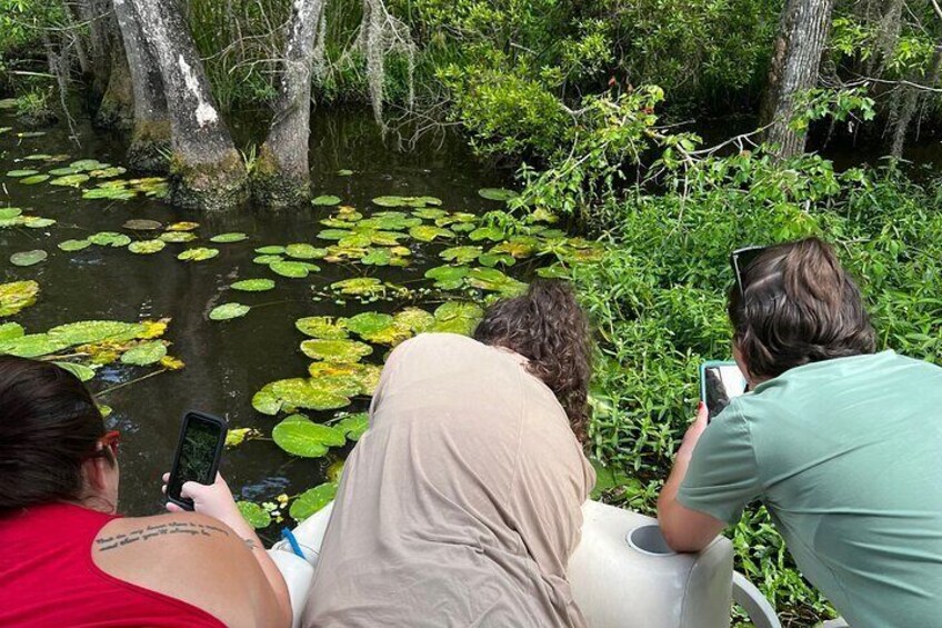 Eco Friendly Swamp Tour with Lunch Stop