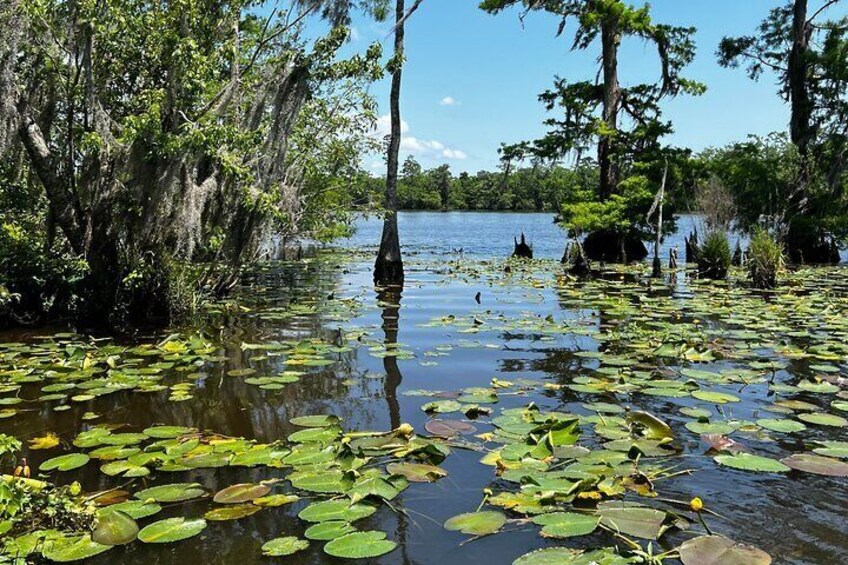 Eco Friendly Swamp Tour with Lunch Stop