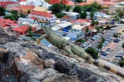 St. Maarten/Saint Martin Island Tour
