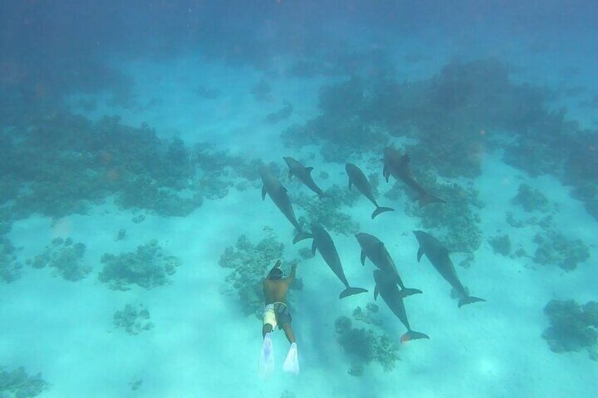 Man Free Diving Alongside Dolphins in the Red Sea, Hurghada