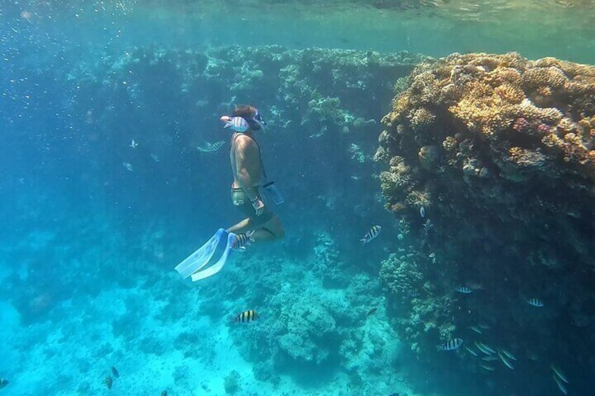 Guests Admiring the Coral Reefs While Snorkeling at Dolphin House in Hurghada