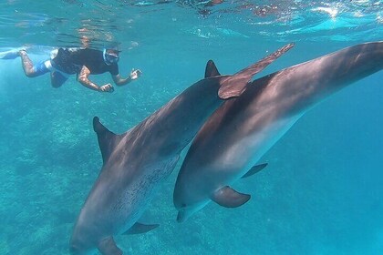 Dolphin House Hurghada Full Day Snorkelling Watersports and Lunch