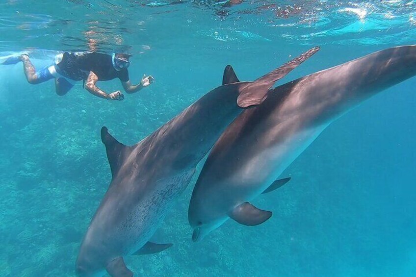 Capturing Playful Moments Photographing Two Dolphins During a Trip to Dolphin House in Hurghada
