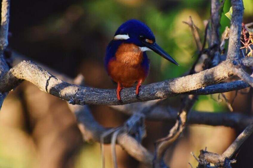 Bird Watching Kayak Tour