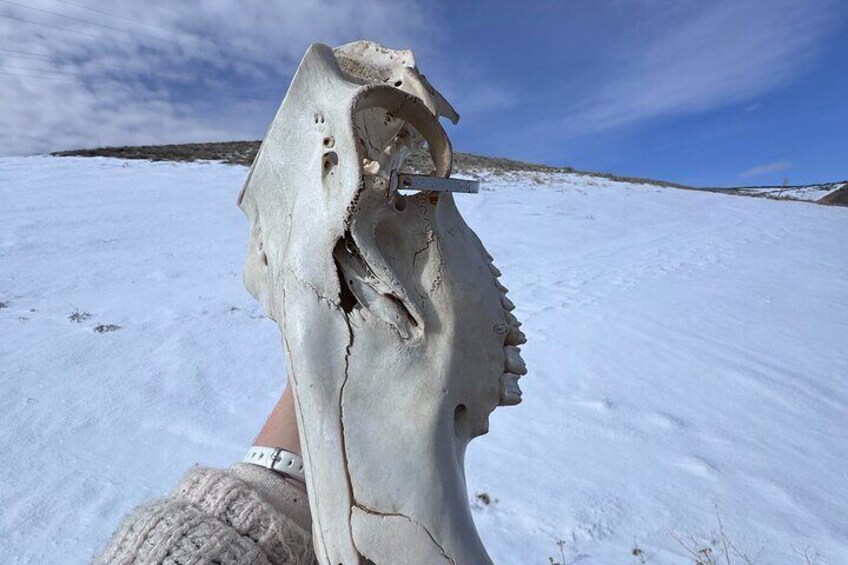 Bone Hunting in Wyoming