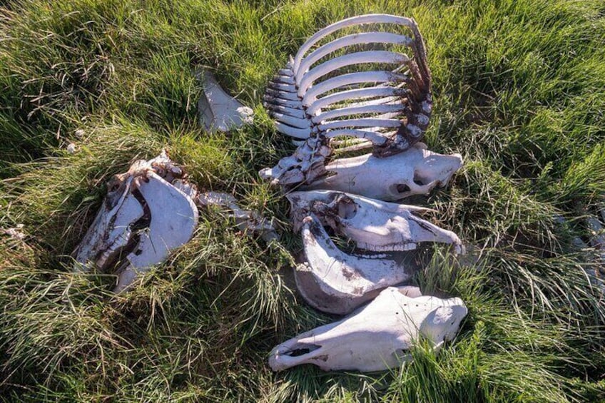 Bone Hunting in Wyoming