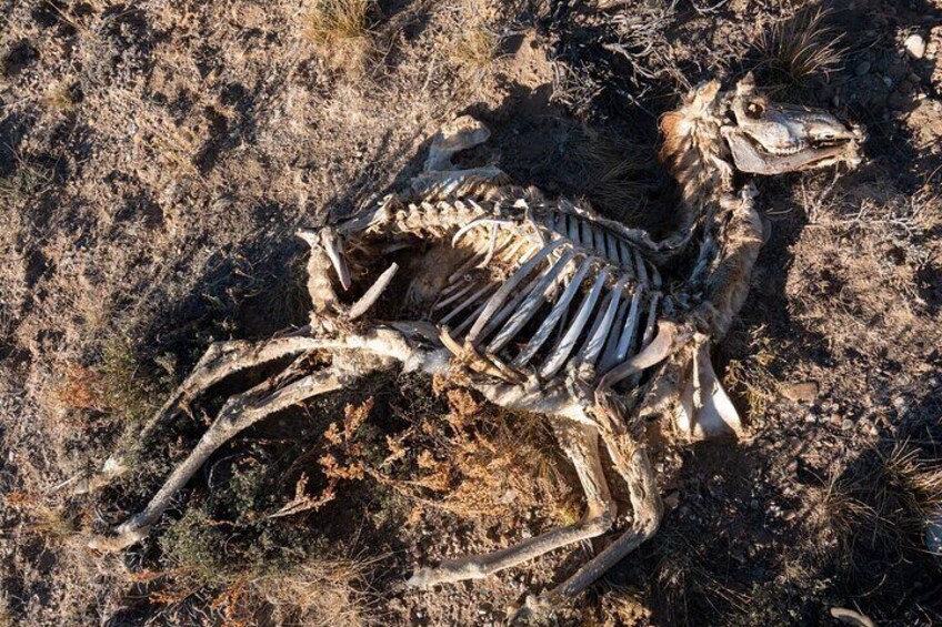 Bone Hunting in Wyoming