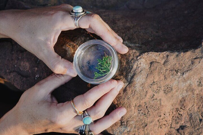 Create Energetic Flower Essences and Reconnect with Nature