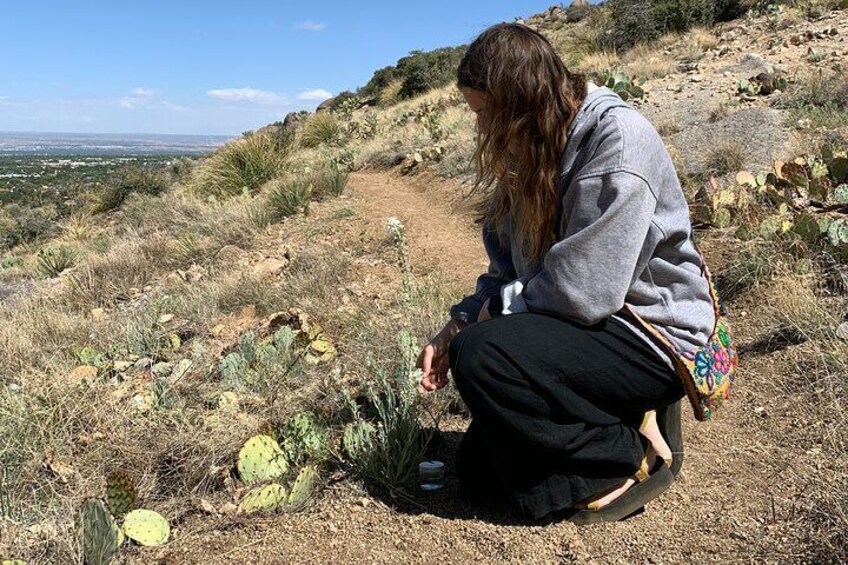 Create Energetic Flower Essences and Reconnect with Nature