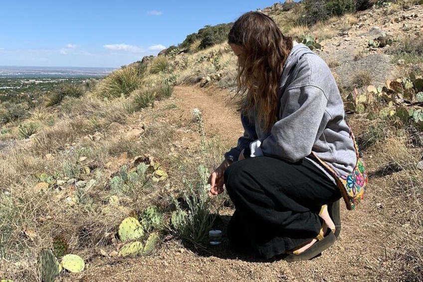 Create Energetic Flower Essences and Reconnect with Nature
