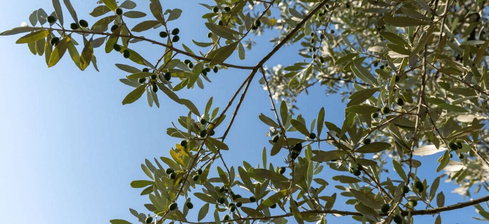 Picture 1 for Activity Fiesole: Olio evo gold experience at Frantoio Buonamici