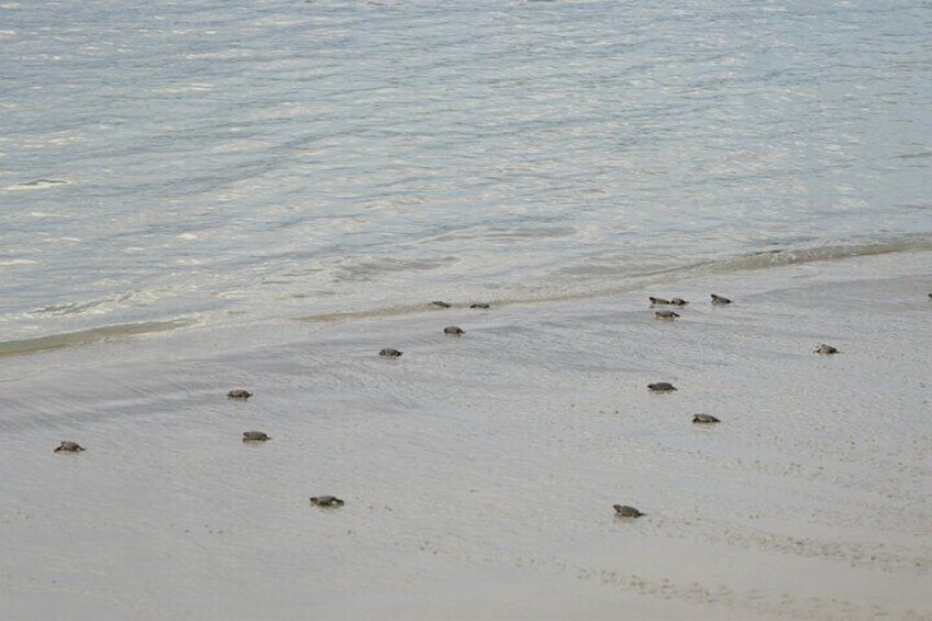 2 Day Hon Bay Canh Camping and Turtle Release Tour