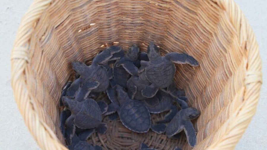 2 Day Hon Bay Canh Camping and Turtle Release Tour