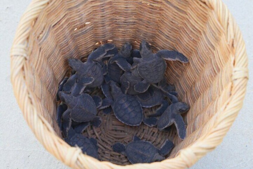 2 Day Hon Bay Canh Camping and Turtle Release Tour