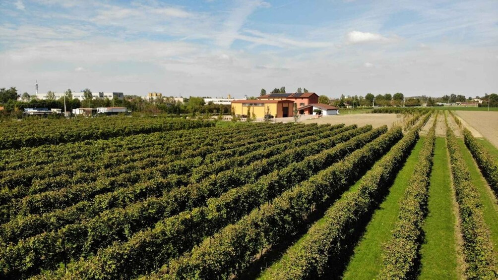 Picture 2 for Activity Modena: guided tour and tasting of superb Balsamic Vinegar