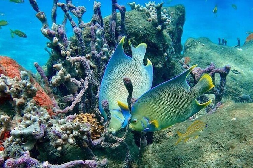 Experience Peanut Island Adventures with Go Pro