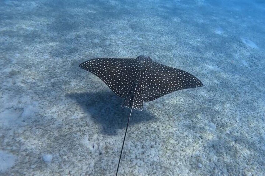 Experience Peanut Island Adventures with Go Pro 