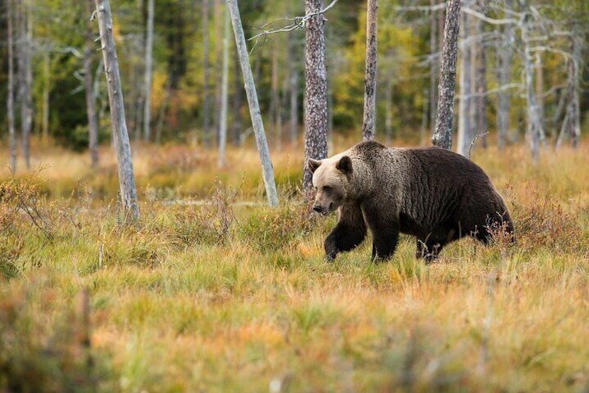 Grizzly bear digging for roots