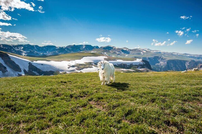 Mountain goat shedding on Beartooth Highway