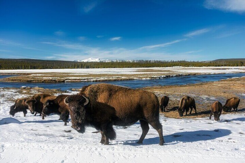 Bison herd in snow