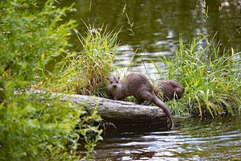 River otters in creek