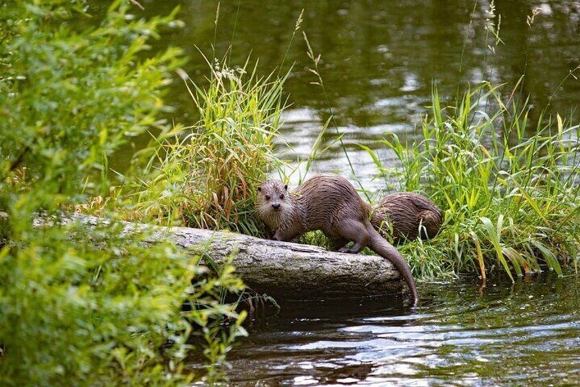 River otters in creek