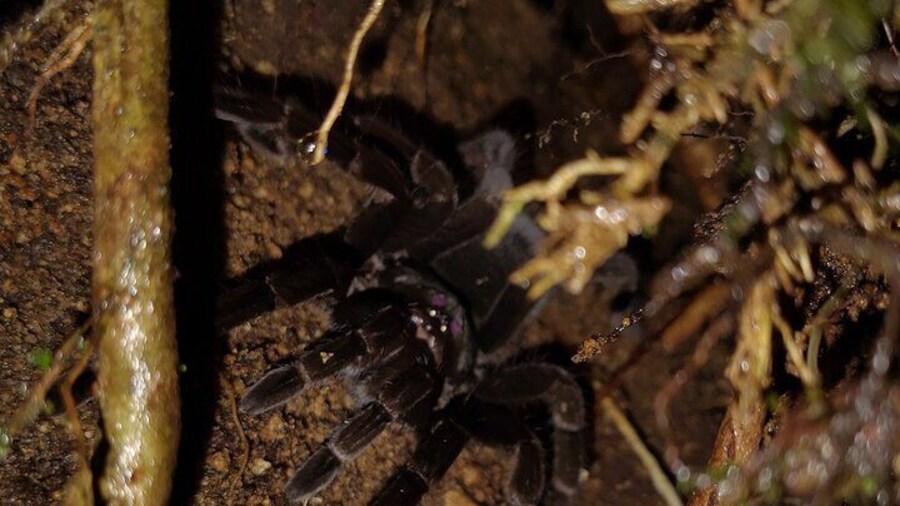 Tarantula