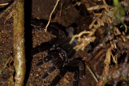 Night Walk in Mindo with Naturalist of the Andean Forest