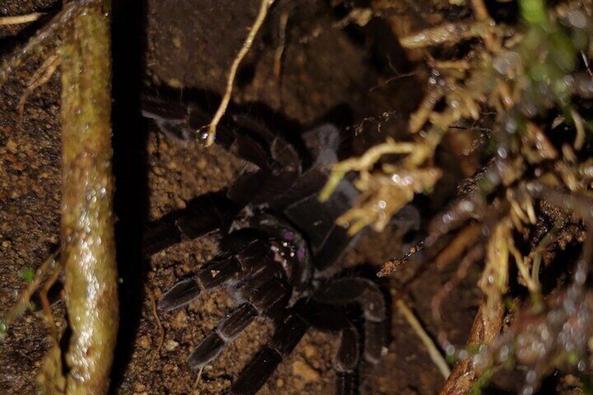 Tarantula 