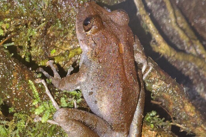 Labiosus