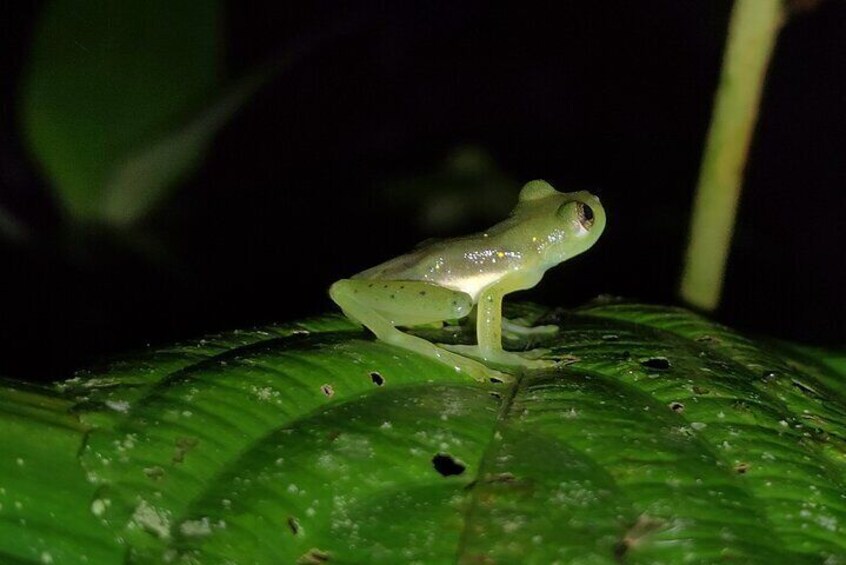 Glass frog 